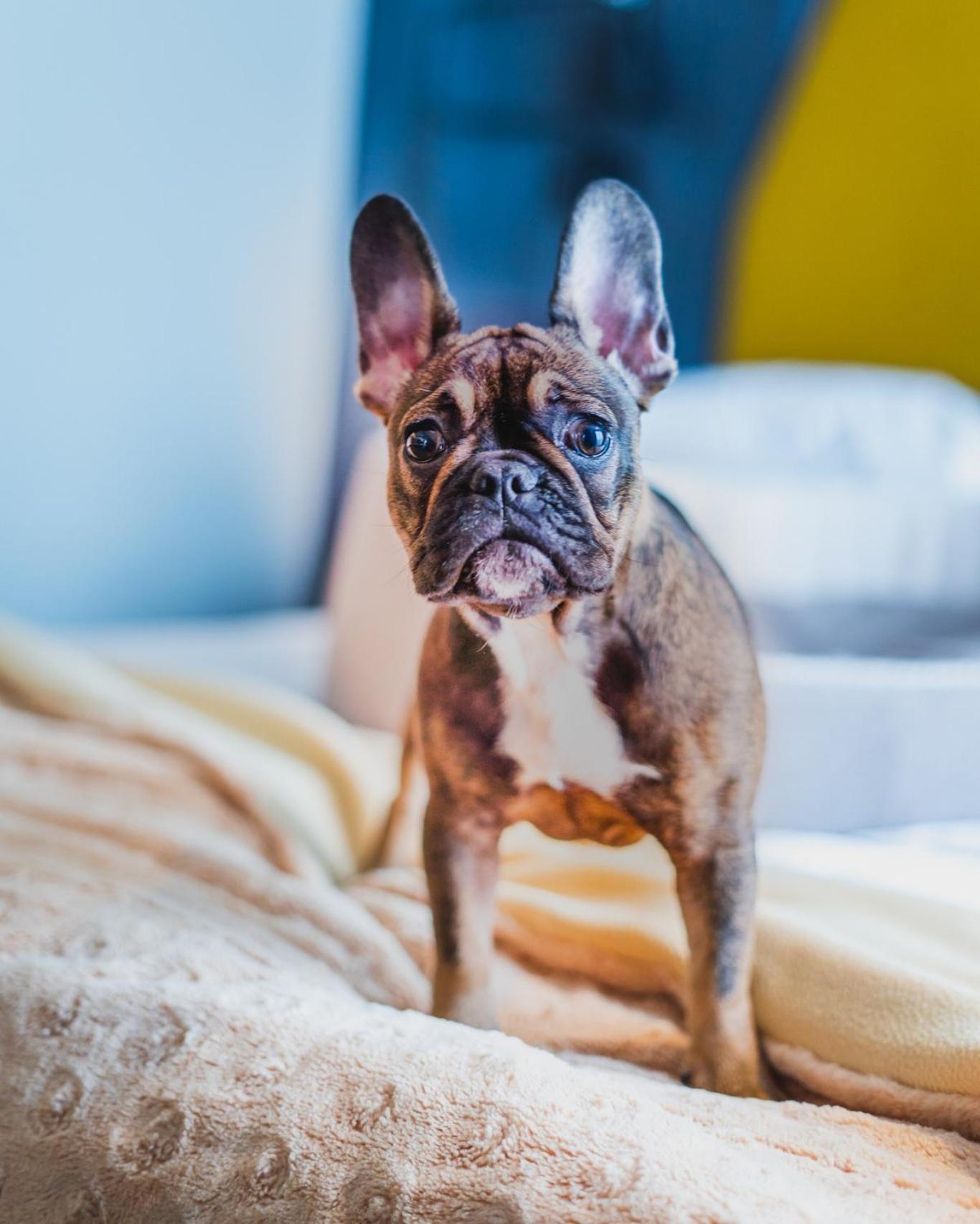 فندق بريستول تريديشن آند لاكشري رشيشوف المظهر الخارجي الصورة French Bulldog